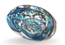 ABALONE SHELL