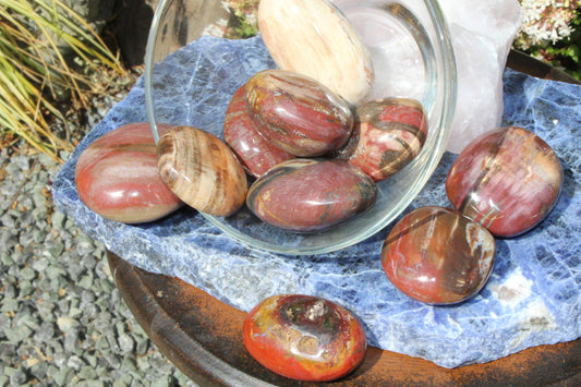 palm stone - Petrified Wood - large